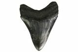 Fossil Megalodon Tooth - South Carolina #164960-1